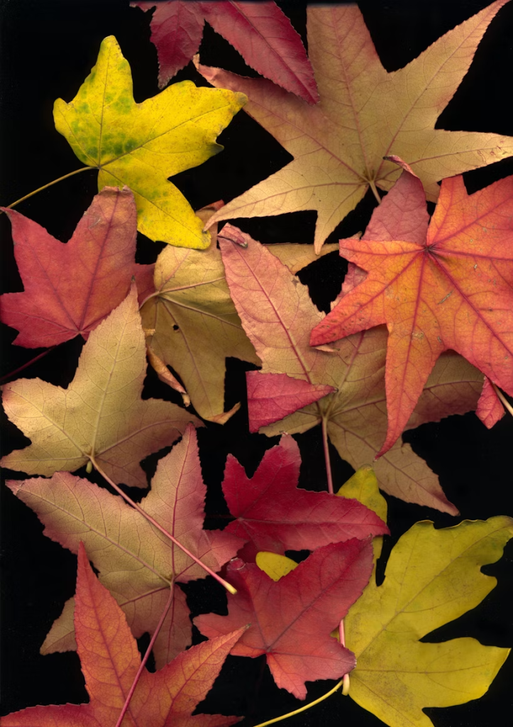 Warm color example: Autumn leaves